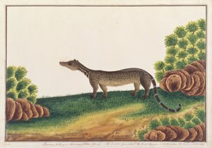 الملايو الزباد ، من رسومات الحيوانات والحشرات والزواحف من ملقا ، c.1805-18 (الغواش ومرحاض على الورق)